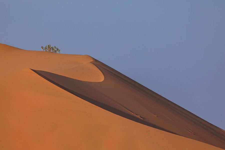 Die Wüste lebt im Oman - 40/50