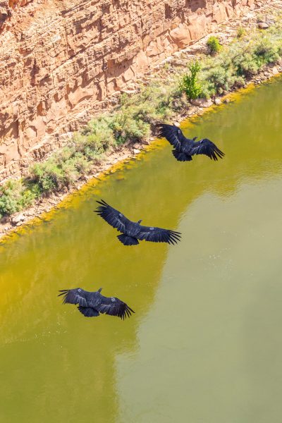 Condor im Canyon_27 Punkte