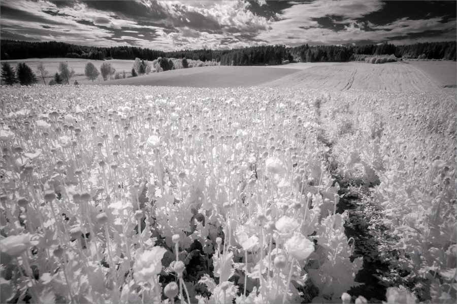 Graumohn IR_28 Punkte