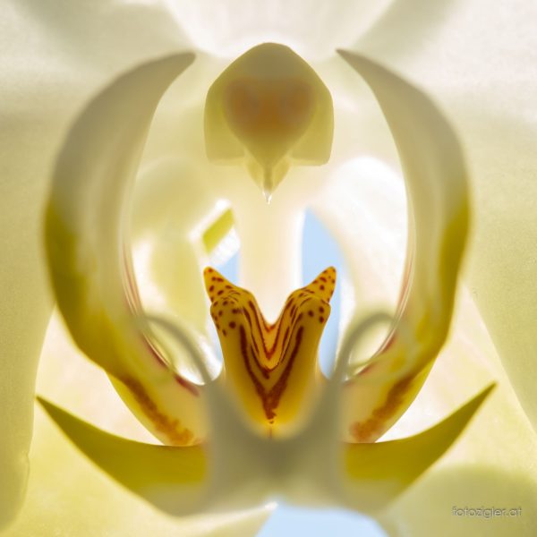 Orchidee