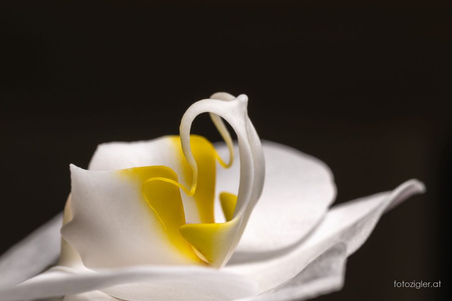 Orchidee