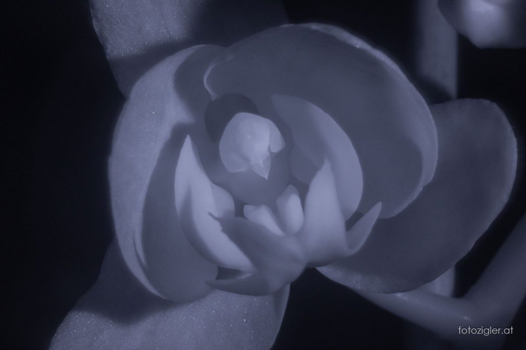 Orchidee in Infrarot