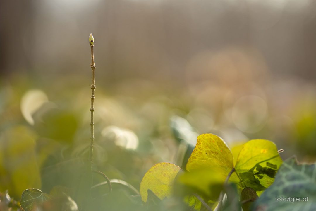 Martin_Zigler_20210313_MZig_12703_EOS R-3