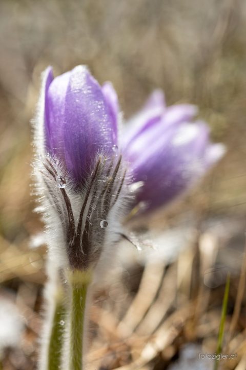 Martin_Zigler_20210320_MZig_12817_EOS R-3