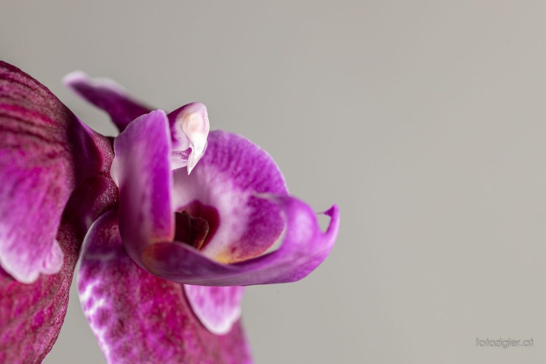 Orchidee