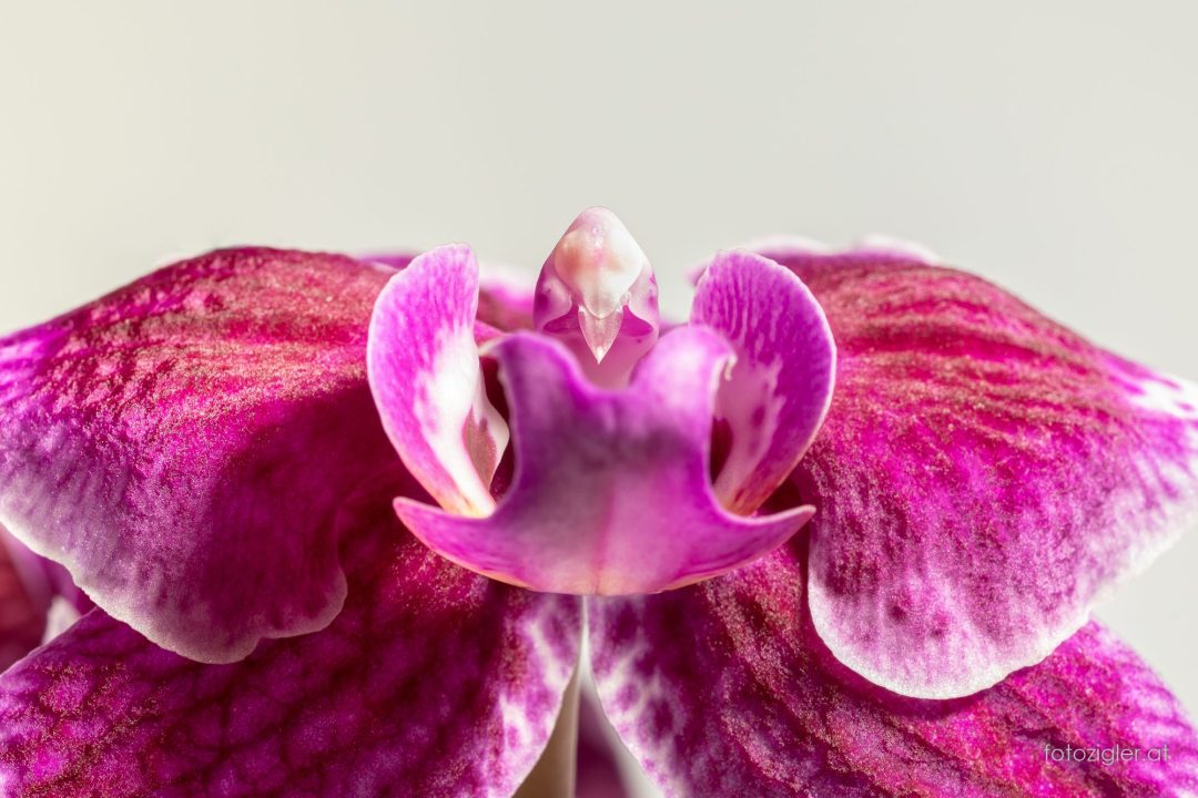 Orchidee