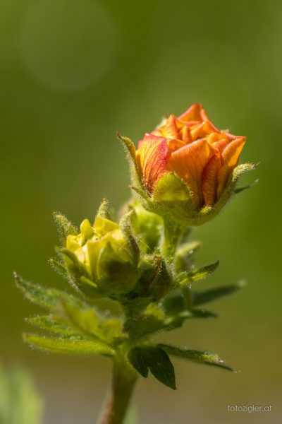 Martin_Zigler_20210508_MZig_14399_EOS R-3