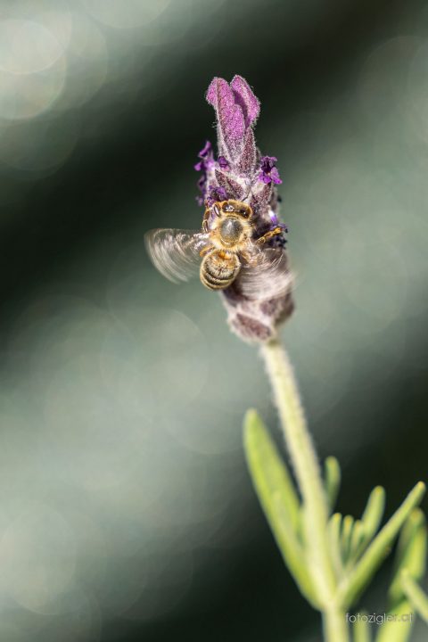 Martin_Zigler_20210609_MZig_16605_EOS R6-3