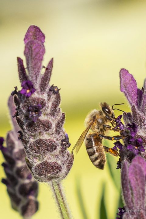 Martin_Zigler_20210609_MZig_16678_EOS R6-3