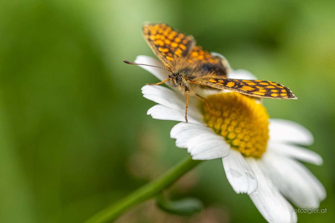 Martin_Zigler_20210716_MZig_19433_EOS R6-3