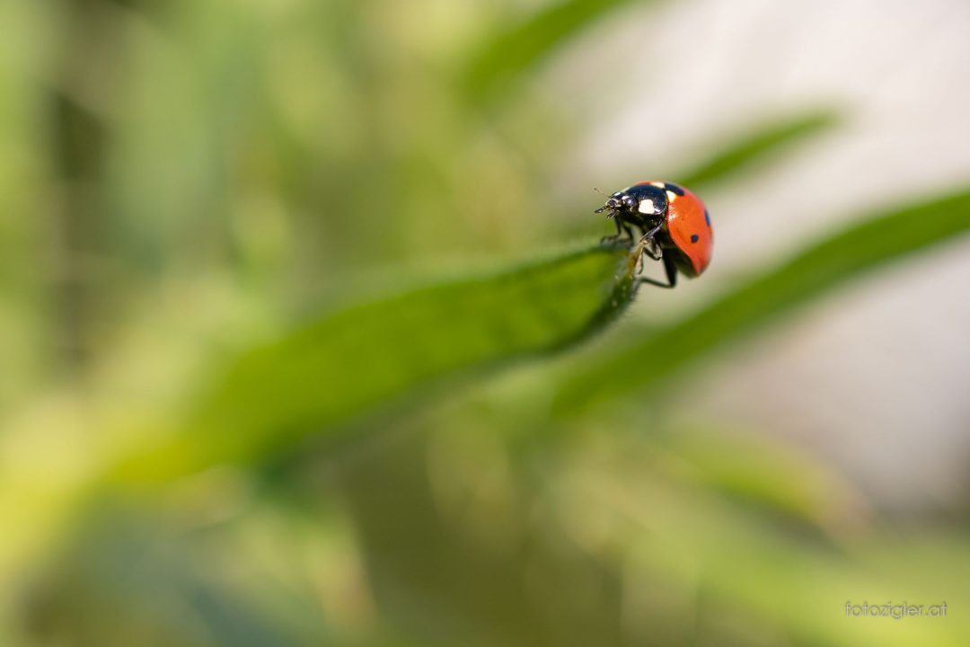 Martin_Zigler_20210911_MZig_21594_EOS R6-3